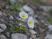 Ranunculus traunfellneri 3, Saxifraga-Luuk Vermeer
