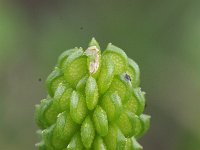 Ranunculus trilobus 1, Saxifraga-Rutger Barendse