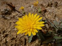 Reichardia intermedia 2, Saxifraga-Ed Stikvoort