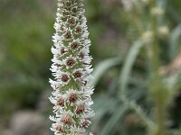 Reseda barrelieri 3, Saxifraga-Willem van Kruijsbergen