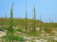 Reseda luteola 14, Wouw, Saxifraga-Ed Stikvoort