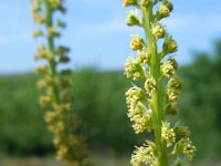 Reseda luteola 15, Wouw, Saxifraga-Ed Stikvoort
