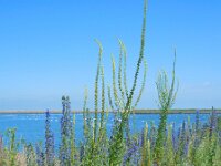 Reseda luteola 16, Wouw, Saxifraga-Ed Stikvoort