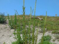 Reseda luteola 17, Wouw, Saxifraga-Ed Stikvoort