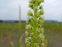 Reseda luteola 18, Wouw, Saxifraga-Rutger Barendse