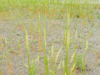 Reseda luteola 19, Wouw, Saxifraga-Rutger Barendse