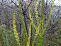 Reseda luteola 20, Wouw, Saxifraga-Ed Stikvoort