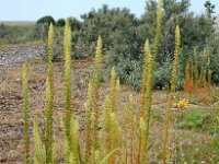 Reseda luteola 21, Wouw, Saxifraga-Ed Stikvoort