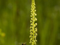 Wouw  Wouw - Reseda luteola