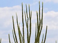 Reseda luteola 7, Wouw, Saxifraga-Klaus Kuhn : LfU