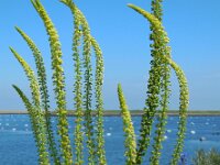 Reseda luteola 8, Wouw, Saxifraga-Ed Stikvoort