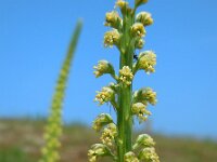 Reseda luteola 9, Wouw, Saxifraga-Ed Stikvoort