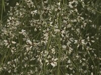 Retama monosperma 11, Saxifraga-Jan van der Straaten