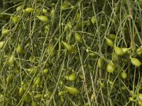 Retama monosperma 16, Saxifraga-Jan van der Straaten