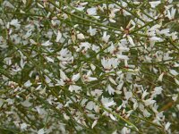 Retama monosperma 23, Saxifraga-Ed Stikvoort