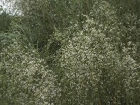 Retama monosperma 3, Saxifraga-Willem van Kruijsbergen