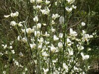 Retama monosperma 30, Saxifraga-Hans Grotenhuis