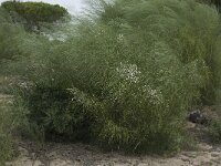 Retama monosperma 5, Saxifraga-Willem van Kruijsbergen