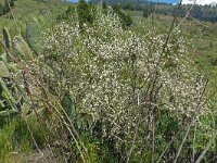 Retama raetam 2, Saxifraga-Hans Grotenhuis