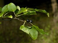 Rhamnus alaternus 15, Wegedoorn, Saxifraga-Jan van der Straaten