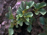 Rhamnus pumila 16, Saxifraga-Jan van der Straaten