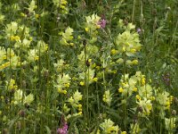 Rhinanthus alectorolophus 10, Harige ratelaar, Saxifraga-Jan van der Straaten