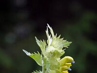 Rhinanthus alectorolophus 11, Harige ratelaar, Saxifraga-Jeroen Willemsen