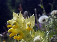 Rhinanthus alectorolophus 12, Harige ratelaar, Saxifraga-Jeroen Willemsen