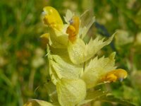 Rhinanthus alectorolophus 13, Harige ratelaar, Saxifraga-Ed Stikvoort