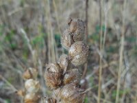 Rhinanthus alectorolophus 14, Harige ratelaar, Saxifraga-Ed Stikvoort