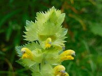 Rhinanthus alectorolophus 16, Harige ratelaar, Saxifraga-Ed Stikvoort