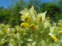 Rhinanthus alectorolophus 18, Harige ratelaar, Saxifraga-Ed Stikvoort