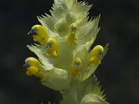 Rhinanthus alectorolophus 2, Harige ratelaar, Saxifraga-Jan van der Straaten