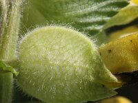 Rhinanthus alectorolophus 20, Harige ratelaar, Saxifraga-Rutger Barendse