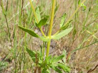 Rhinanthus alectorolophus 22, Harige ratelaar, Saxifraga-Rutger Barendse