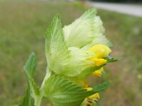 Rhinanthus alectorolophus 23, Harige ratelaar, Saxifraga-Rutger Barendse