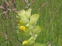 Rhinanthus alectorolophus 24, Harige ratelaar, Saxifraga-Jeroen Willemsen