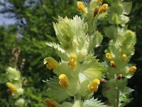 Rhinanthus alectorolophus 25, Harige Ratelaar, Saxifraga-Jeroen Willemsen