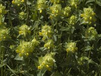 Rhinanthus alectorolophus 4, Harige ratelaar, Saxifraga-Jan van der Straaten