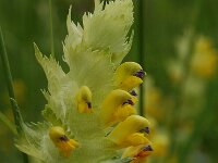 Rhinanthus alectorolophus 5, Harige ratelaar, Saxifraga-Willem van Kruijsbergen