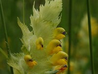 Rhinanthus alectorolophus 7, Harige ratelaar, Saxifraga-Willem van Kruijsbergen