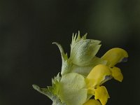 Rhinanthus angustifolius 4, Grote ratelaar, Saxifraga-Marijke Verhagen
