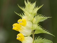 Rhinanthus angustifolius 94, Grote ratelaar, Saxifraga-Jan Nijendijk