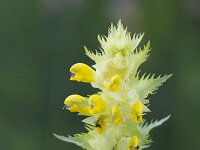 Rhinanthus angustifolius 95, Grote ratelaar, Saxifraga-Jan Nijendijk