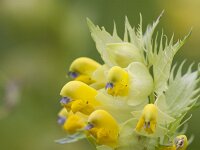 Rhinanthus angustifolius 97, Grote ratelaar, Saxifraga-Jan Nijendijk