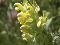 Rhinanthus glacialis 7, Saxifraga-Willem van Kruijsbergen