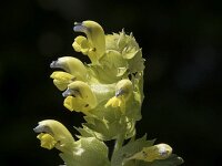 Rhinanthus glacialis 8, Saxifraga-Willem van Kruijsbergen