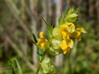 Rhinanthus glacialis ssp aristatus 5, Saxifraga-Ed Stikvoort