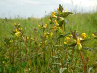 Rhinanthus minor 13, Kleine ratelaar, Saxifraga-Ed Stikvoort