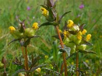 Rhinanthus minor 14, Kleine ratelaar, Saxifraga-Ed Stikvoort